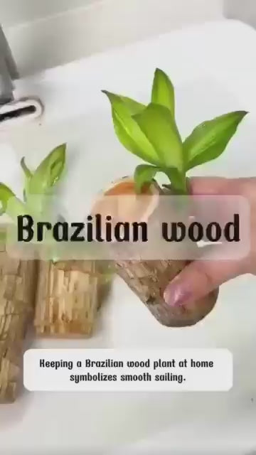 Brazilian Lucky Wood